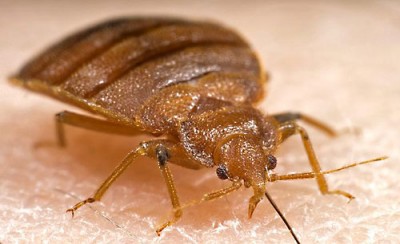 bedbugs and hotels