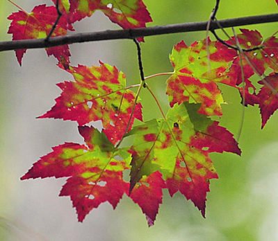 Five best U.S. destination for fall foilage colors