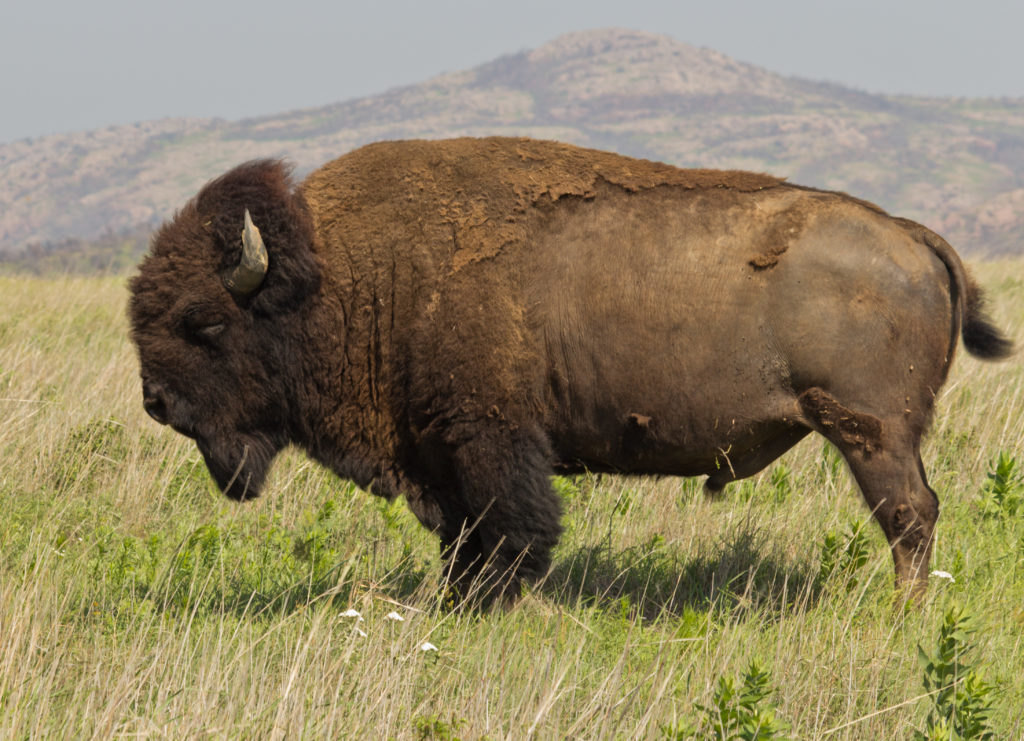 american bison national mammal