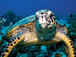 hawksbill turtle illegal products